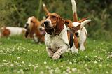 BASSET HOUND 106